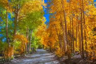 Aspens on road to North Lake-5569.jpg